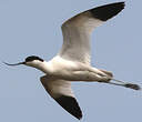 Avocette élégante