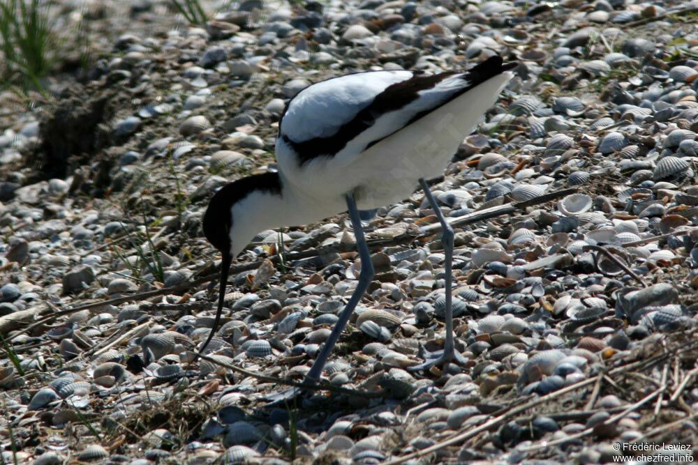 Pied Avocetadult breeding, identification