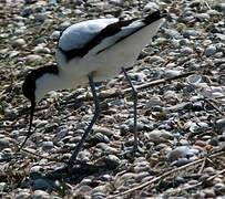 Avocette élégante