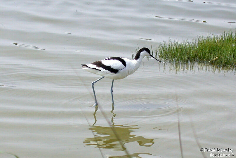 Avocette éléganteadulte