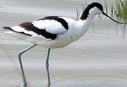 Avocette élégante