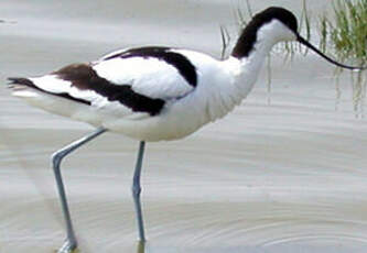 Avocette élégante