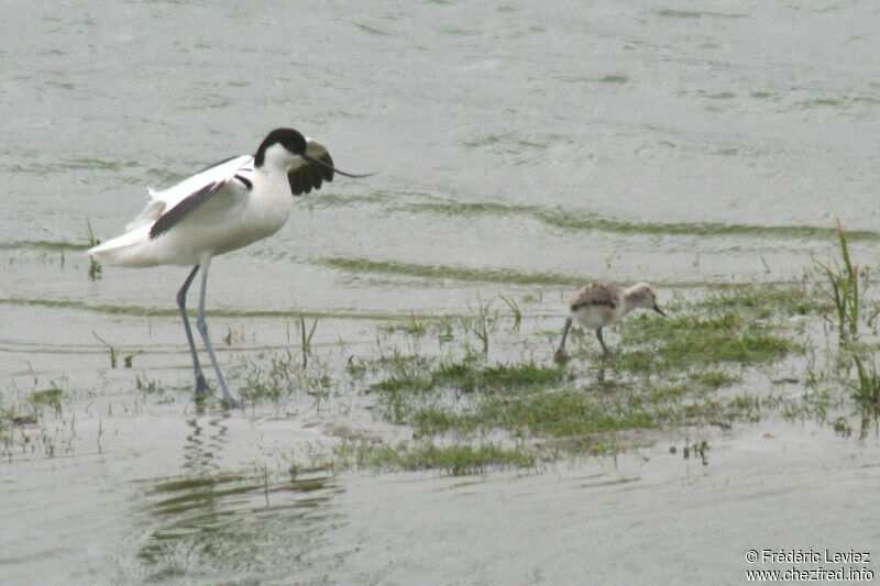 Avocette élégante