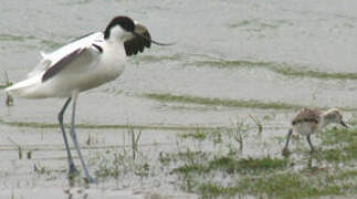 Avocette élégante