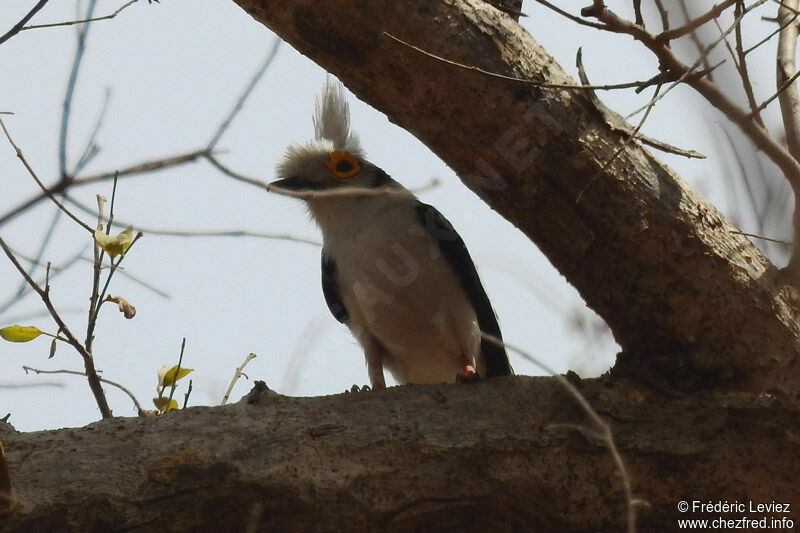 White-crested Helmetshrikeadult, identification, close-up portrait