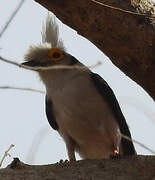 White-crested Helmetshrike