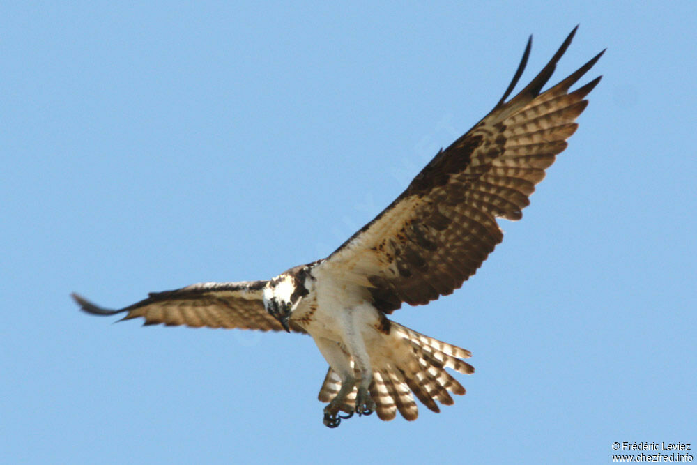 Balbuzard pêcheuradulte, Vol