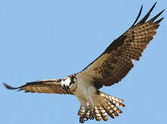 Western Osprey