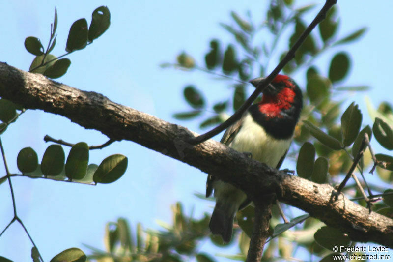 Black-collared Barbetadult