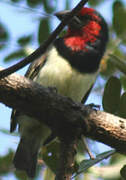 Black-collared Barbet