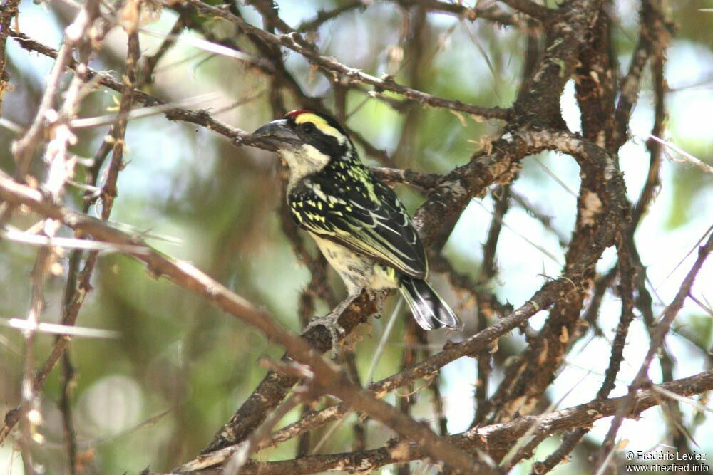 Red-fronted Barbetadult, identification