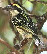 Red-fronted Barbet