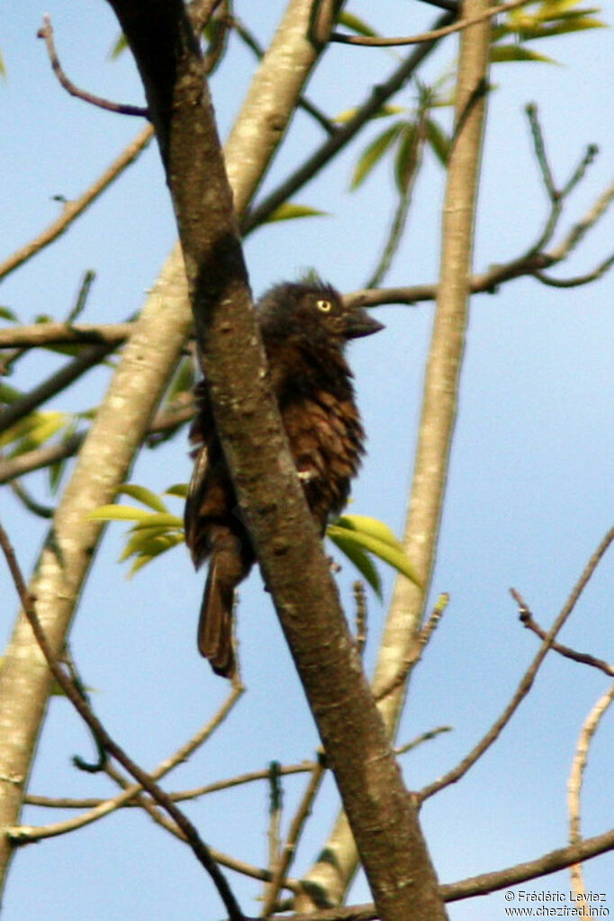 Grey-throated Barbet