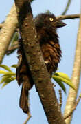 Grey-throated Barbet