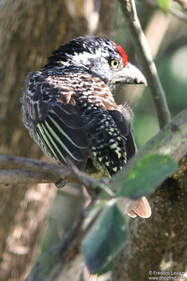 Banded Barbetadult