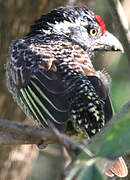 Banded Barbet