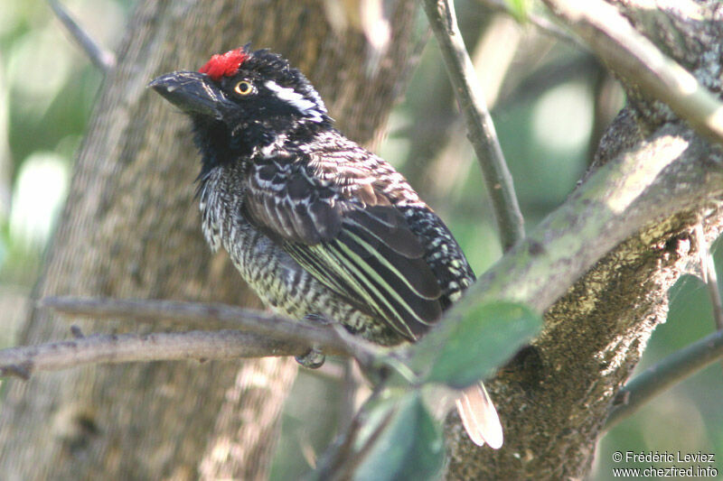 Banded Barbetadult