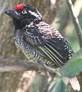 Banded Barbet