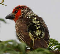 Vieillot's Barbet