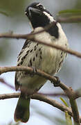 Spot-flanked Barbet