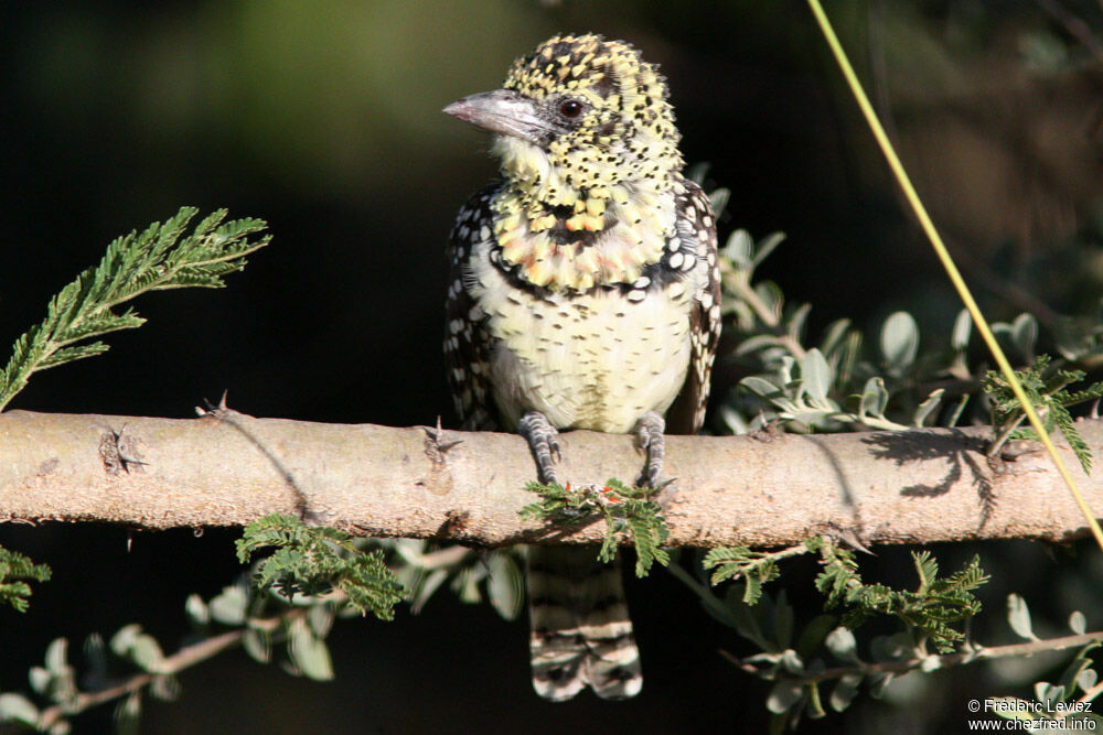 D'Arnaud's Barbet (usambiro)adult