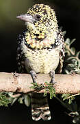 Usambiro Barbet