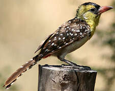 Yellow-breasted Barbet