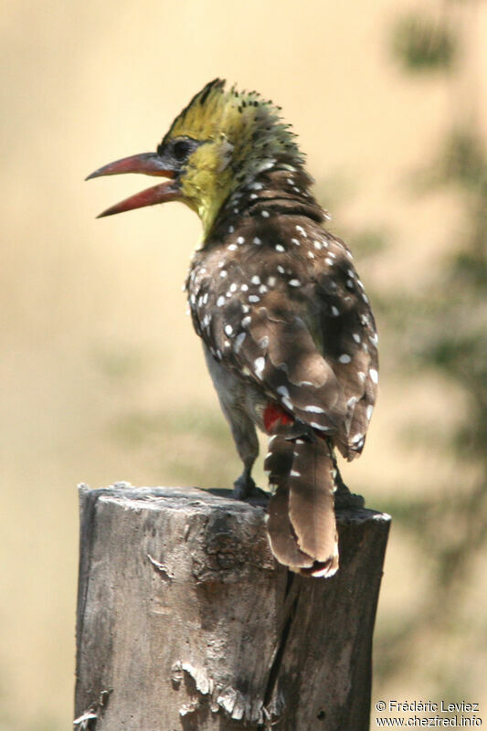 Yellow-breasted Barbetadult