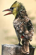 Yellow-breasted Barbet