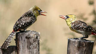 Yellow-breasted Barbet