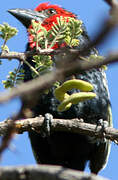 Black-billed Barbet