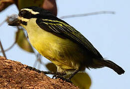 Yellow-rumped Tinkerbird