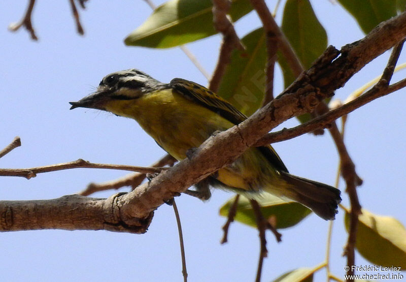 Yellow-fronted Tinkerbirdadult, identification, close-up portrait