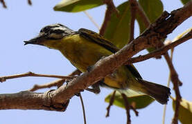 Yellow-fronted Tinkerbird