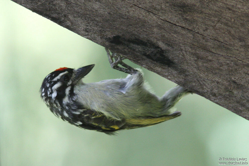 Northern Red-fronted Tinkerbirdadult