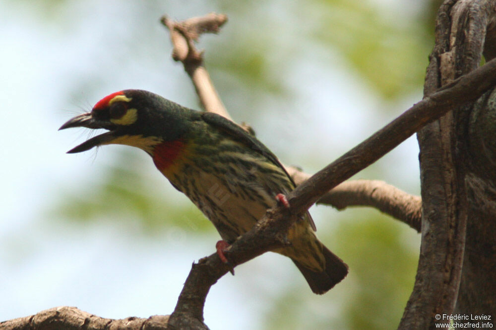 Coppersmith Barbet, identification