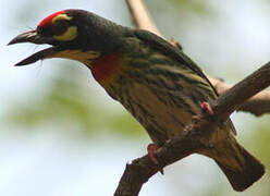 Coppersmith Barbet