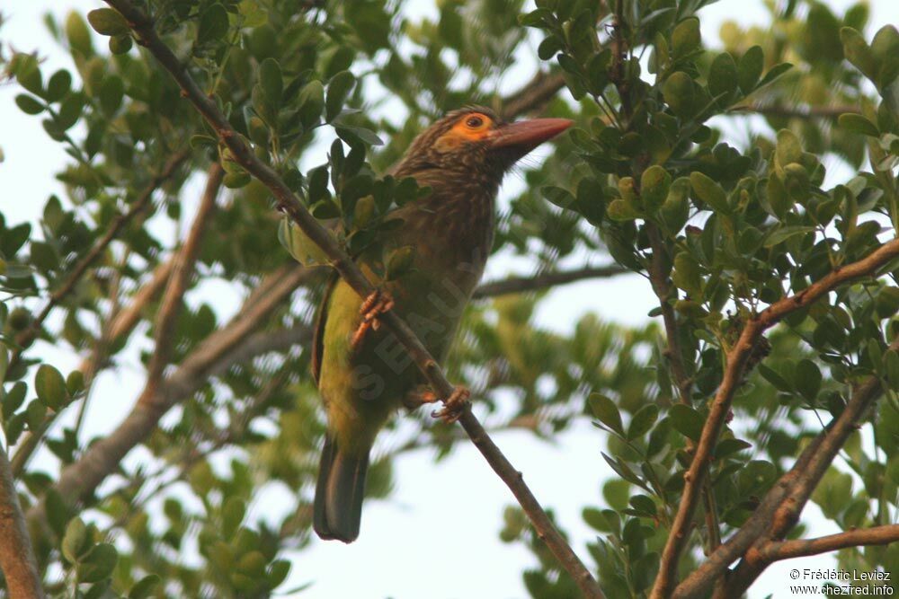 Brown-headed Barbetadult, identification