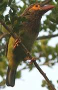 Brown-headed Barbet