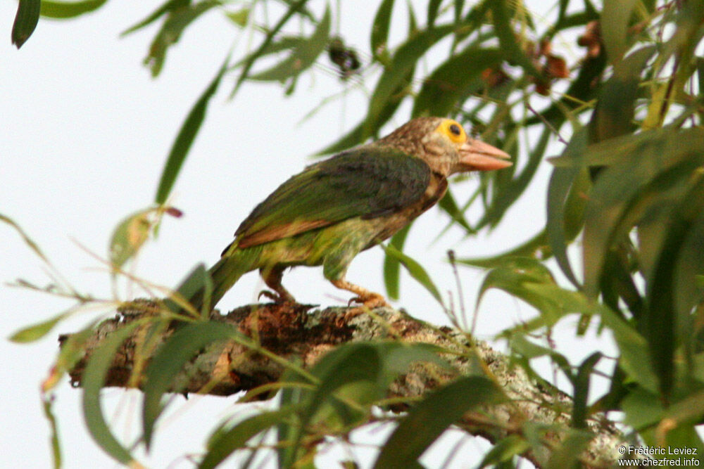 Lineated Barbetadult, identification