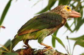 Lineated Barbet