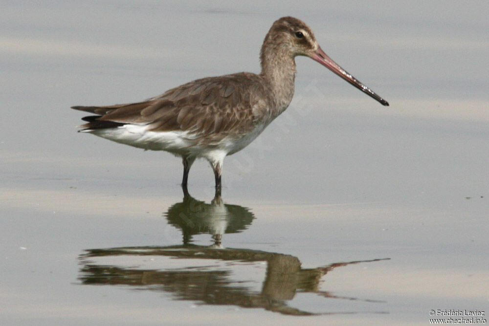 Black-tailed Godwitadult post breeding, identification