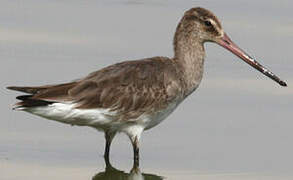 Black-tailed Godwit