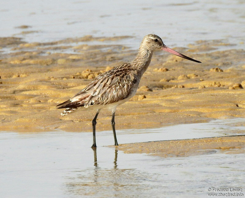 Bar-tailed Godwit, identification, close-up portrait