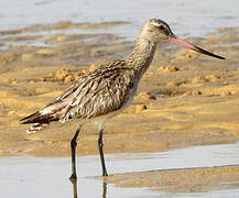 Bar-tailed Godwit