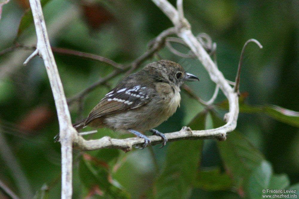 Black-crowned Antshrike female adult, identification