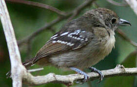 Black-crowned Antshrike