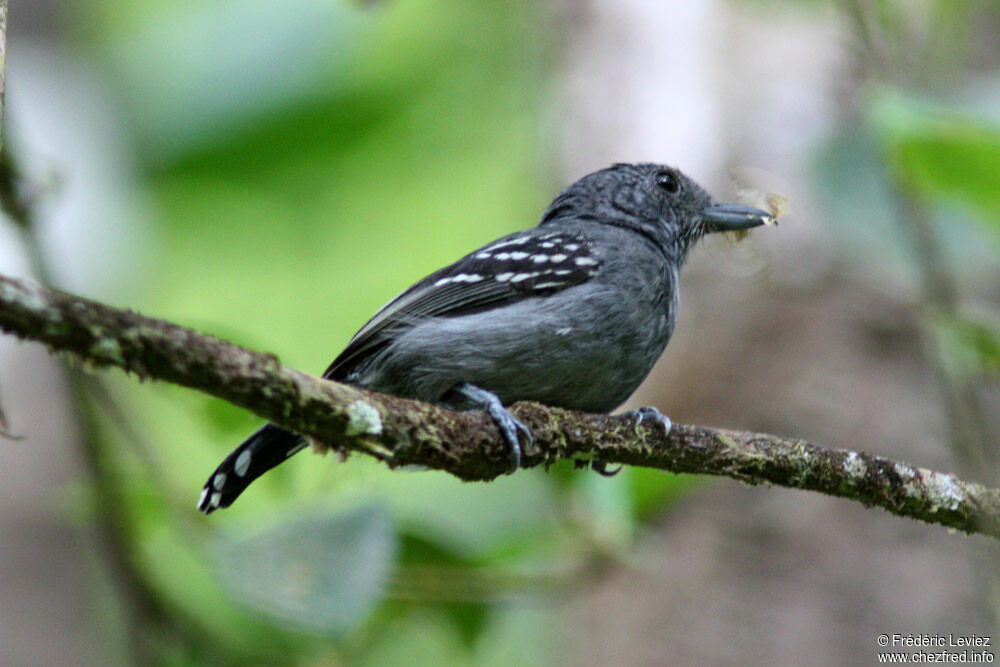 Black-crowned Antshrike male adult, identification