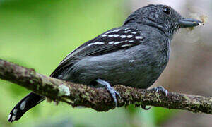 Black-crowned Antshrike