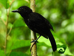 Black-hooded Antshrike